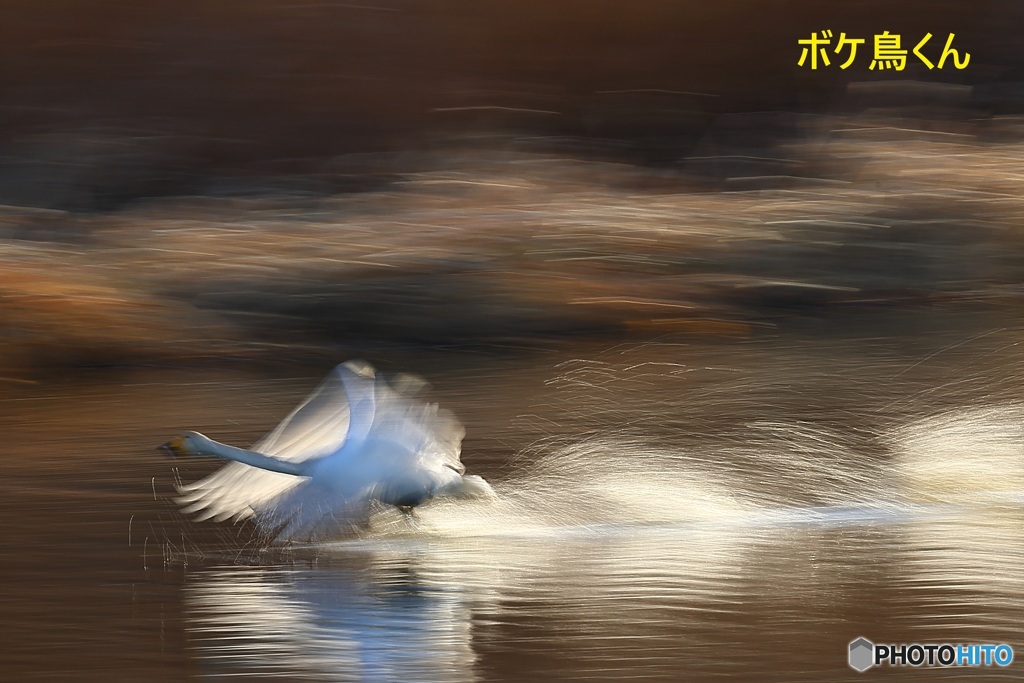 今年も来たオオハクチョウ