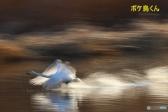 今年も来たオオハクチョウ