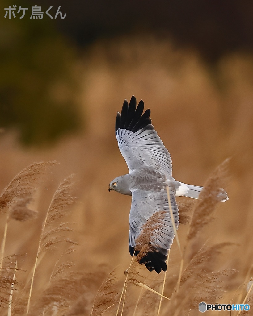 ヨシのなかを飛翔