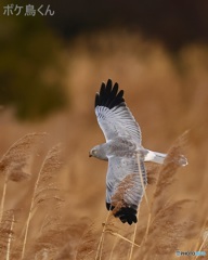 ヨシのなかを飛翔