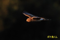 夕陽に向かって