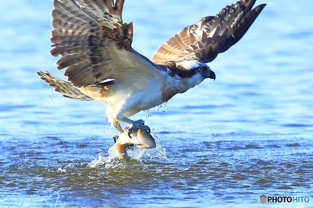 やや大物ゲット
