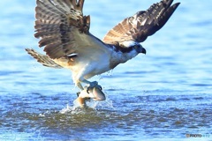 やや大物ゲット