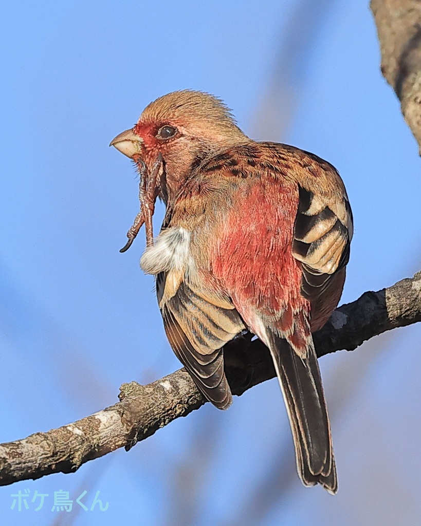 のんびりカリカリ