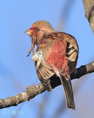 のんびりカリカリ