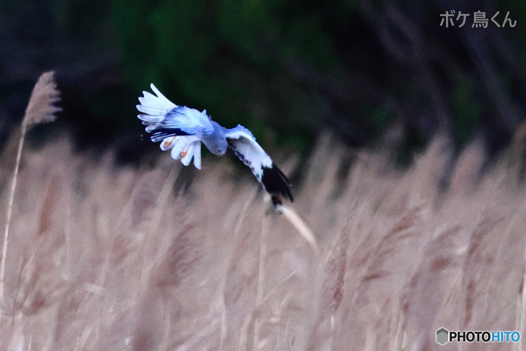 月明りの塒入り　3-3