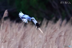 月明りの塒入り　3-3