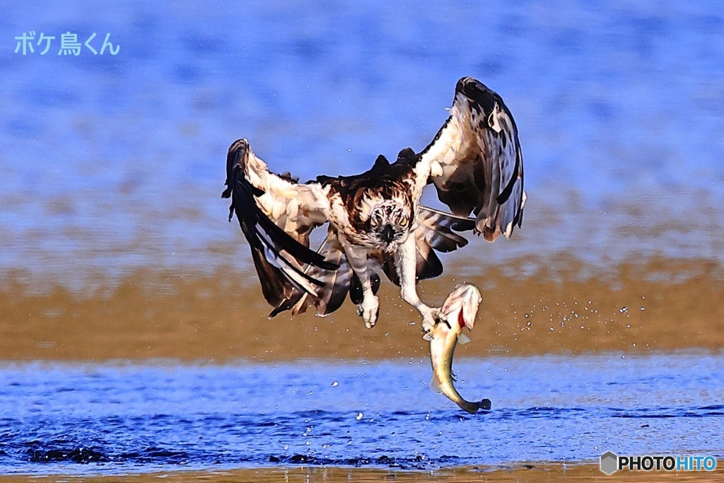 シッカリにらまれた