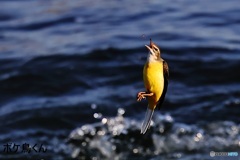 がんばってます