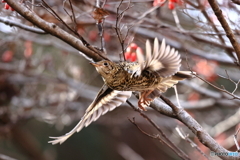 トラが飛び出した　2