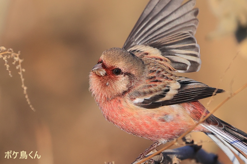 とんでもなく近かった