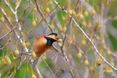 エゴの実ヤマガラ　1