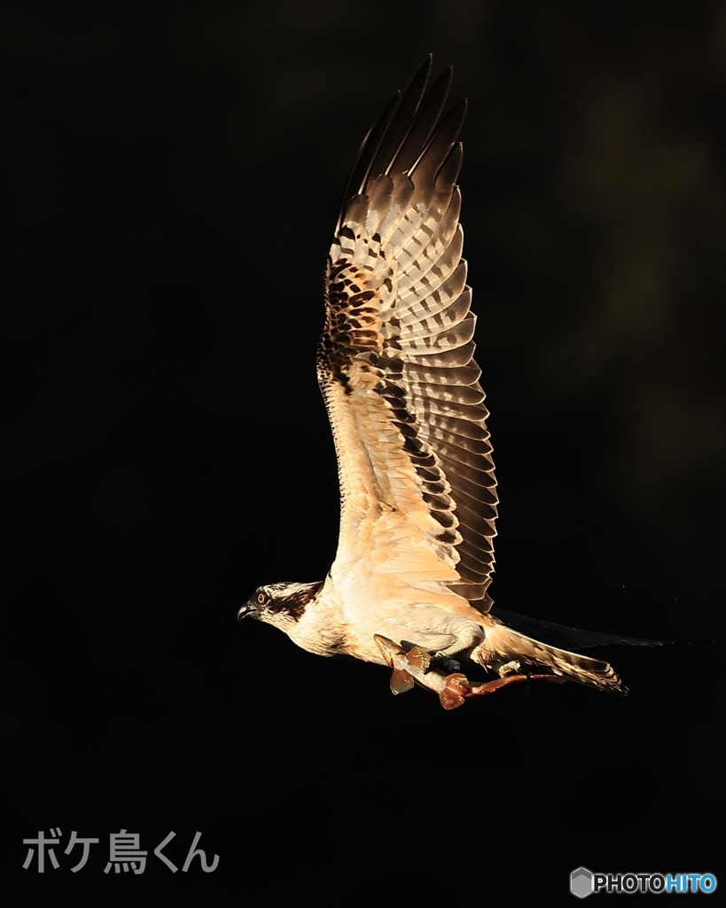 金色に輝いてくれた?  2