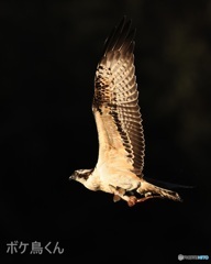 金色に輝いてくれた?  2