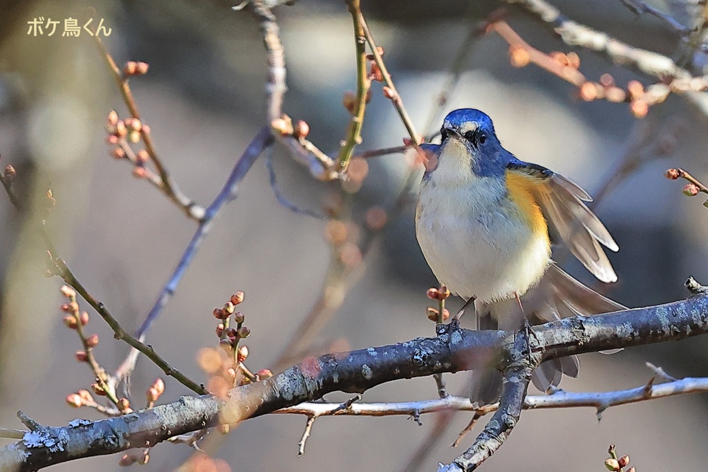 のんびりムード　1