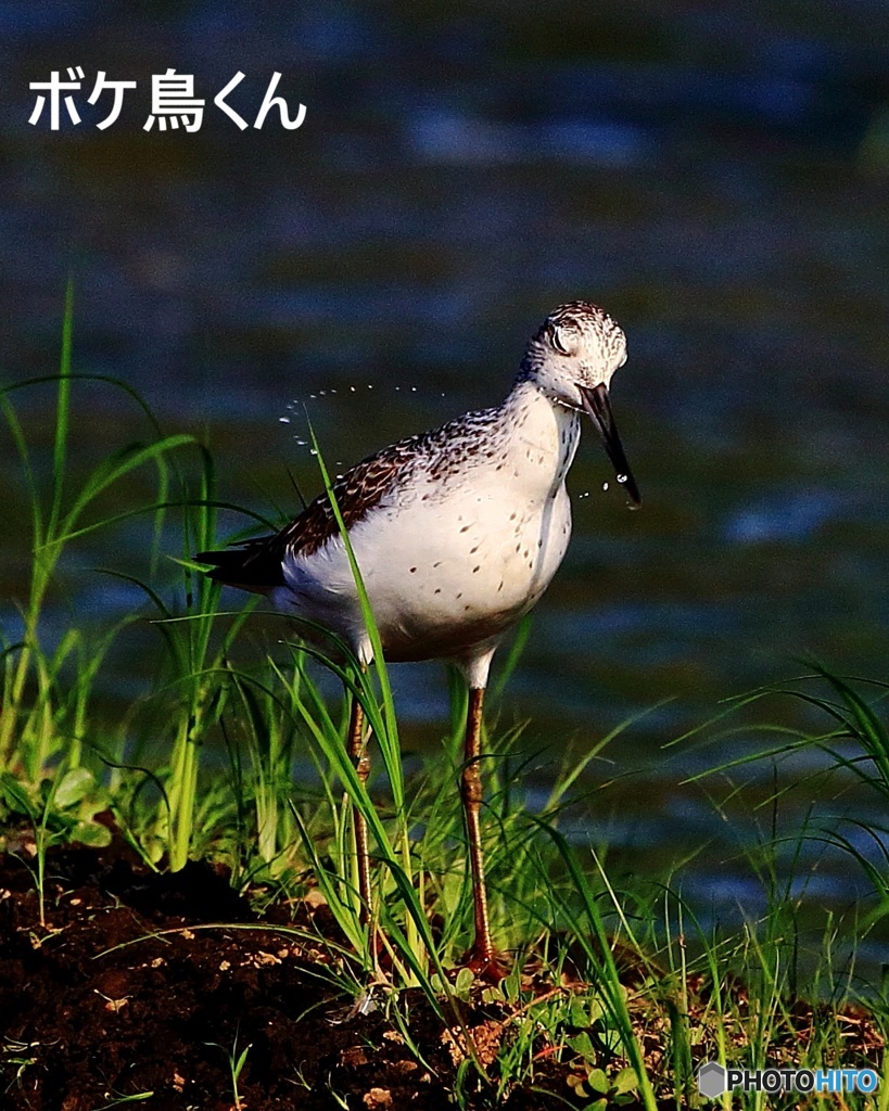 くつろぐアオアシシギ