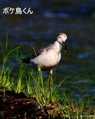 くつろぐアオアシシギ