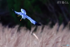 月明りの塒入り　2-3