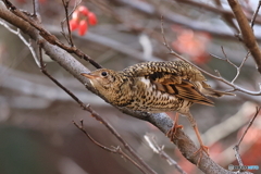 トラが飛び出した　1