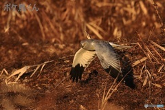 夕日を浴びたハイイロチュウヒ