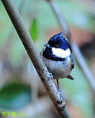チョット偉そう