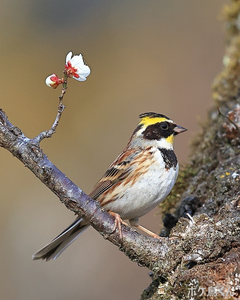 梅の花ミヤマ　2　花一輪
