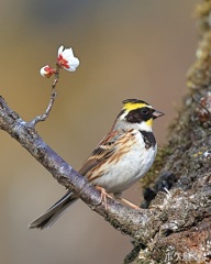 梅の花ミヤマ　2　花一輪