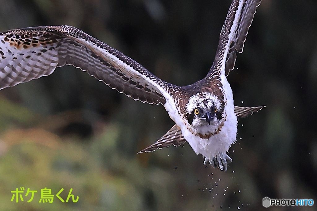 狩りに失敗　それが何か?  1