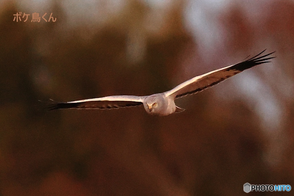 月明りのハイイロチュウヒ