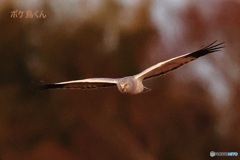 月明りのハイイロチュウヒ