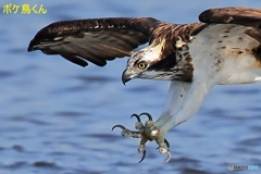 近かったミサゴだが.....