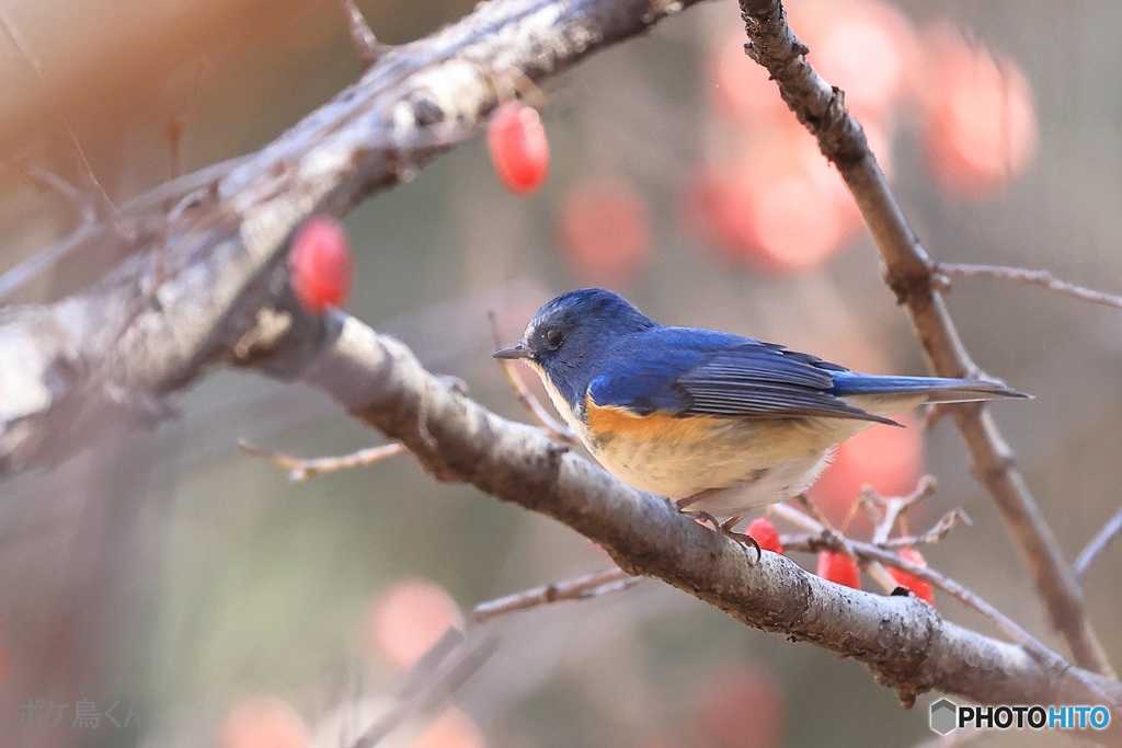 ここのルリ♂は青すぎる　2