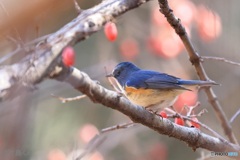 ここのルリ♂は青すぎる　2