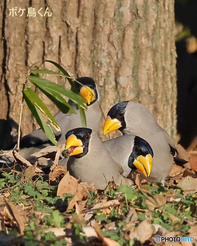 食事 兼 日向ぼっこ ?