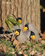 食事 兼 日向ぼっこ ?