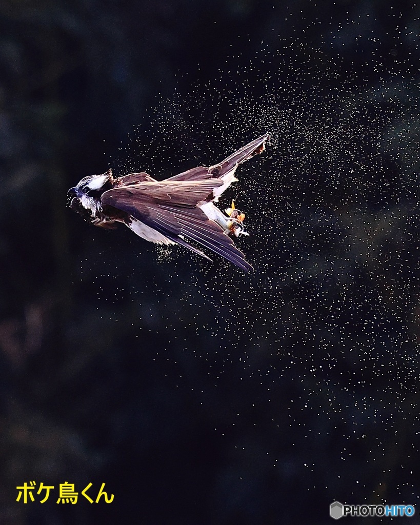 ミサゴの逆光ブルブル