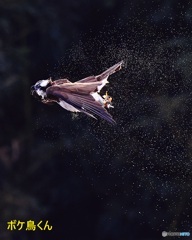 ミサゴの逆光ブルブル