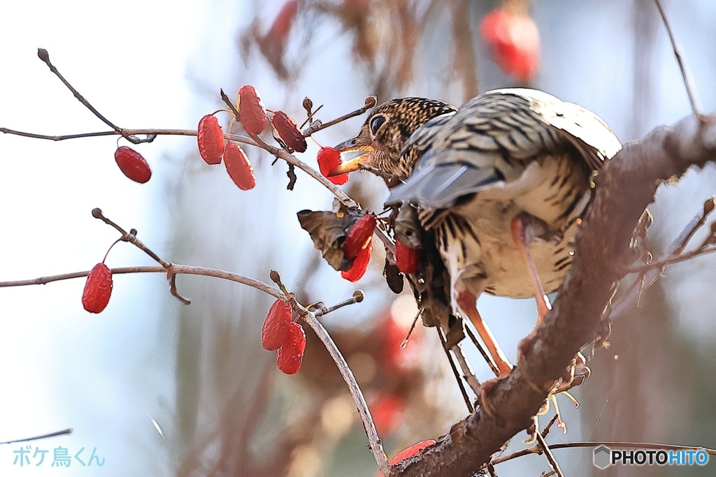 待ってましたトラツグミ　1