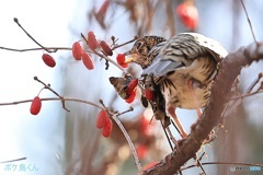 待ってましたトラツグミ　1
