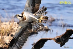 絶対放さないぞ