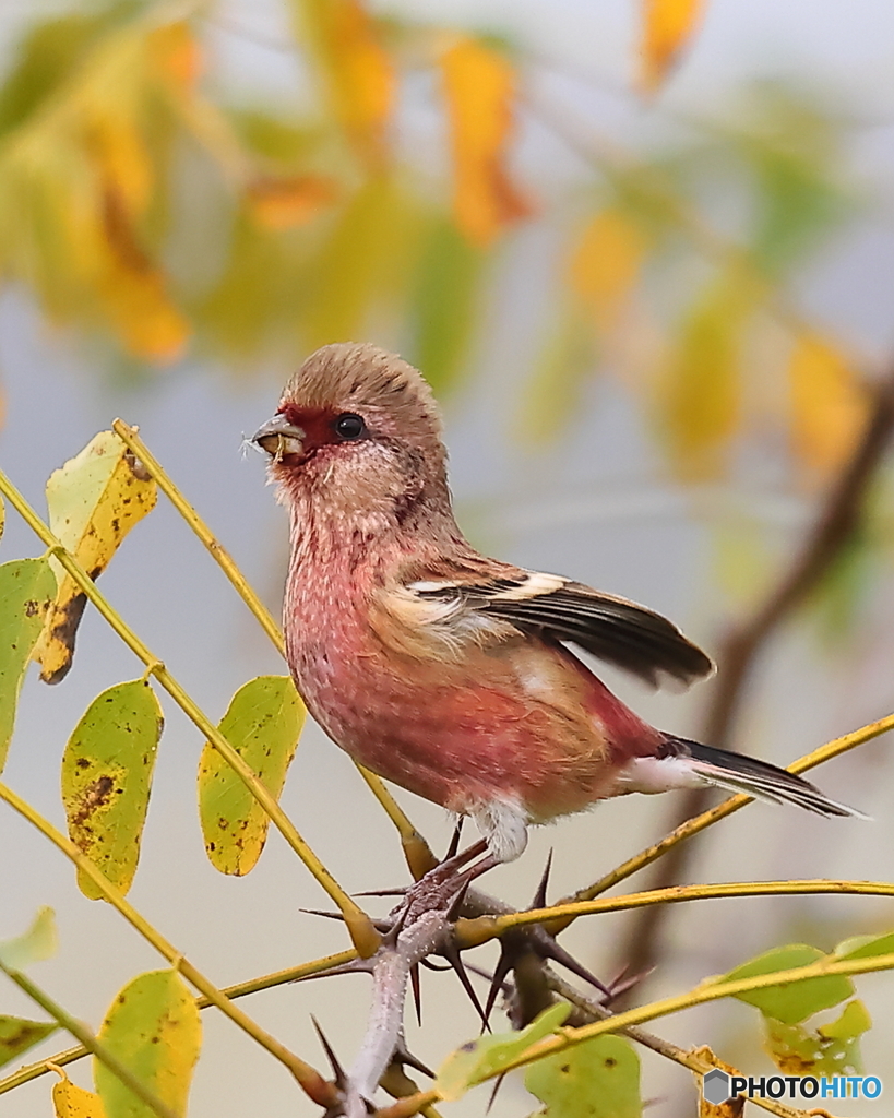 今年も来ましたベニマシコ