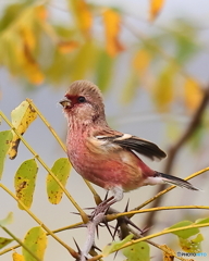 今年も来ましたベニマシコ