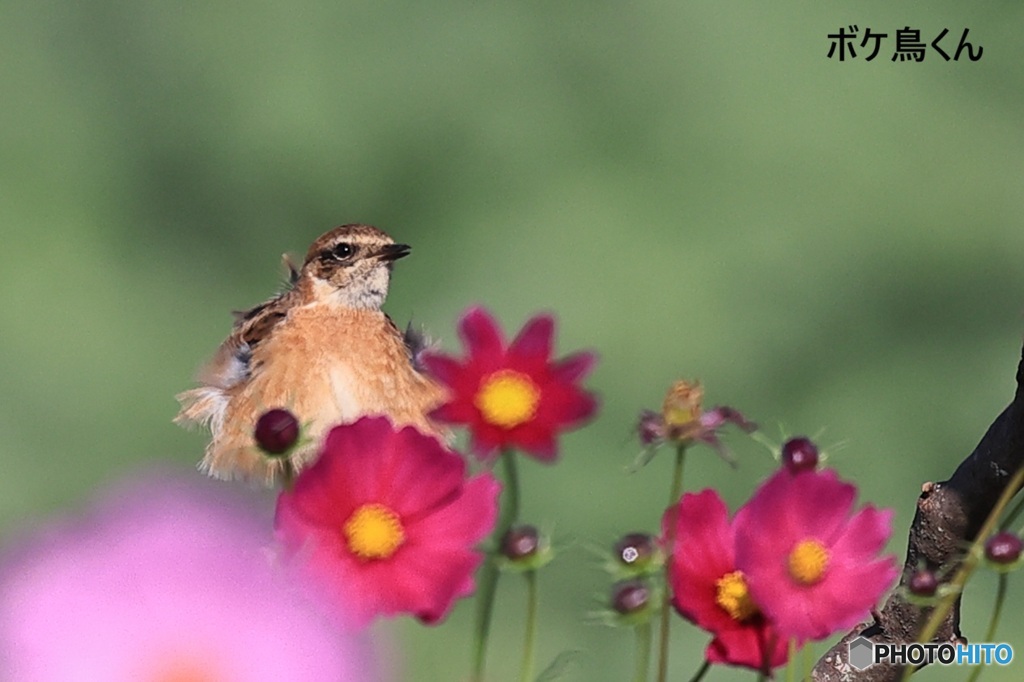 秋桜ノビタキ　3