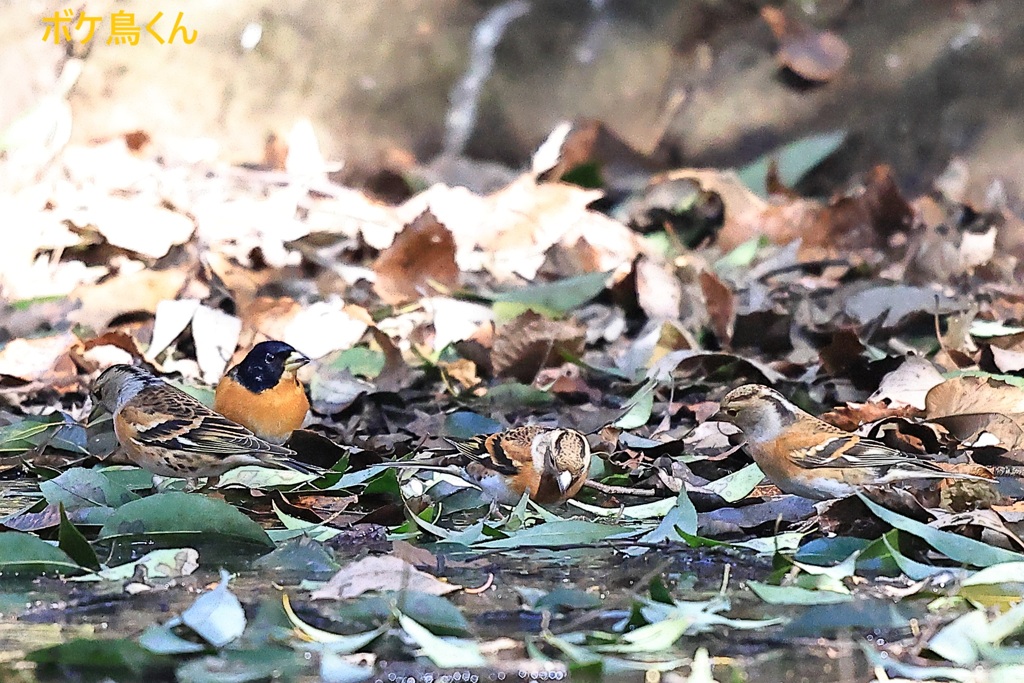 山の水場　Ⅳ　みごとなカムフラージュ