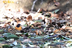 山の水場　Ⅳ　みごとなカムフラージュ