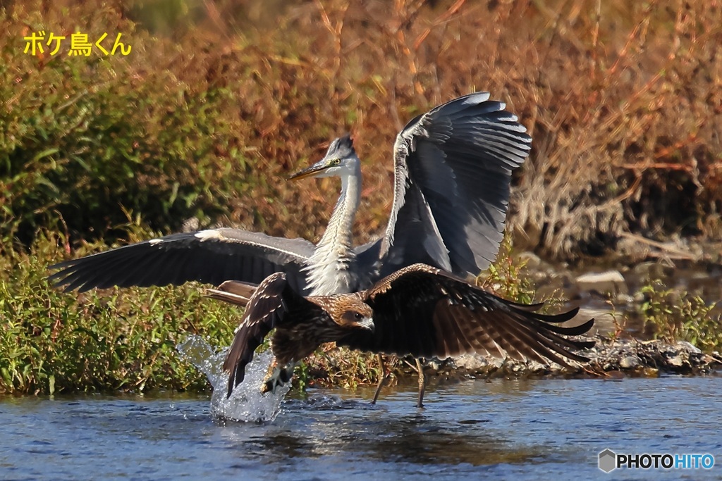 とんびに鮎をさらわれる