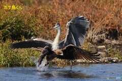 とんびに鮎をさらわれる