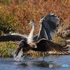 とんびに鮎をさらわれる