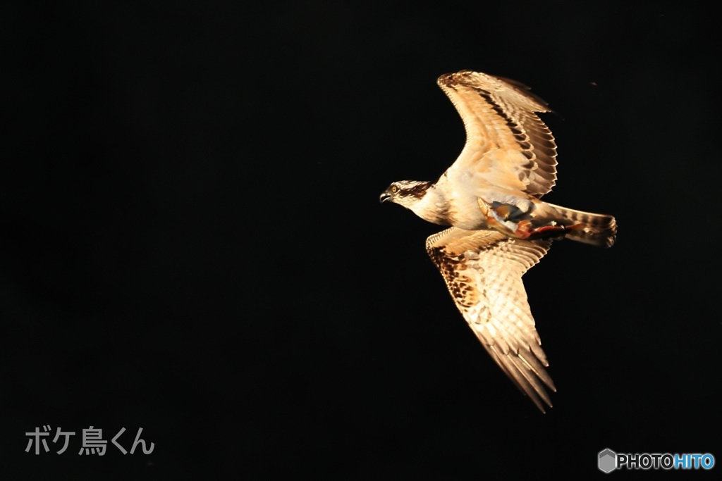 金色に輝いてくれた?  1