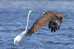 シカトされたミサゴ